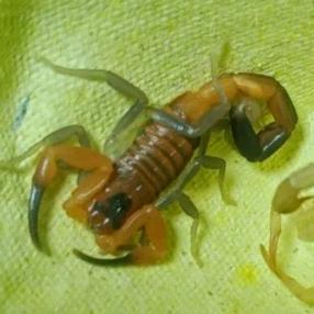 石青沟蝎子养殖合作社