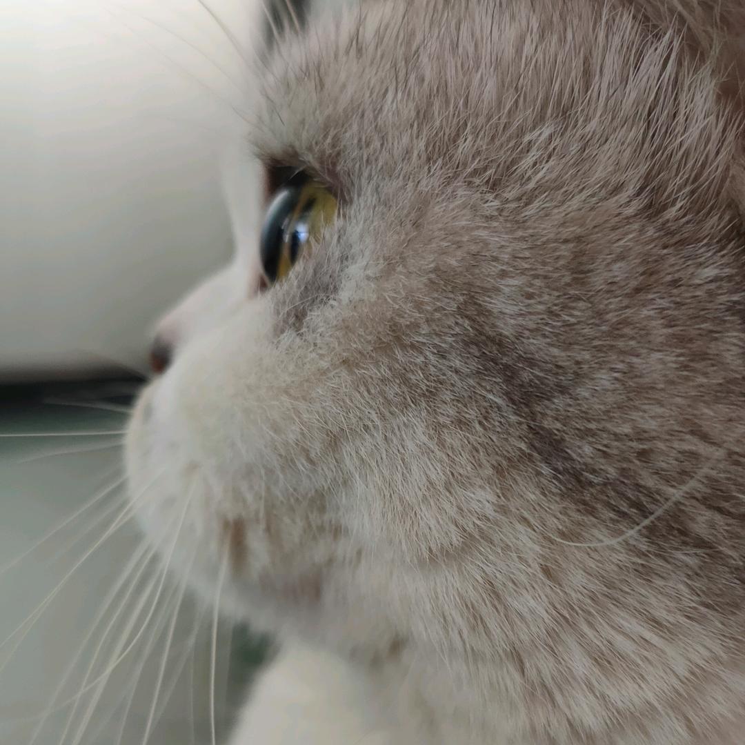毛球喵