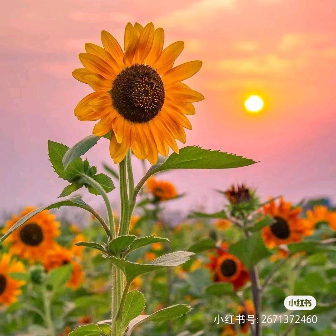 在夜里会唱歌的鱼