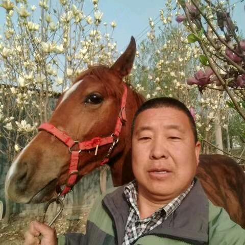 任丘黄膘牛肉老董