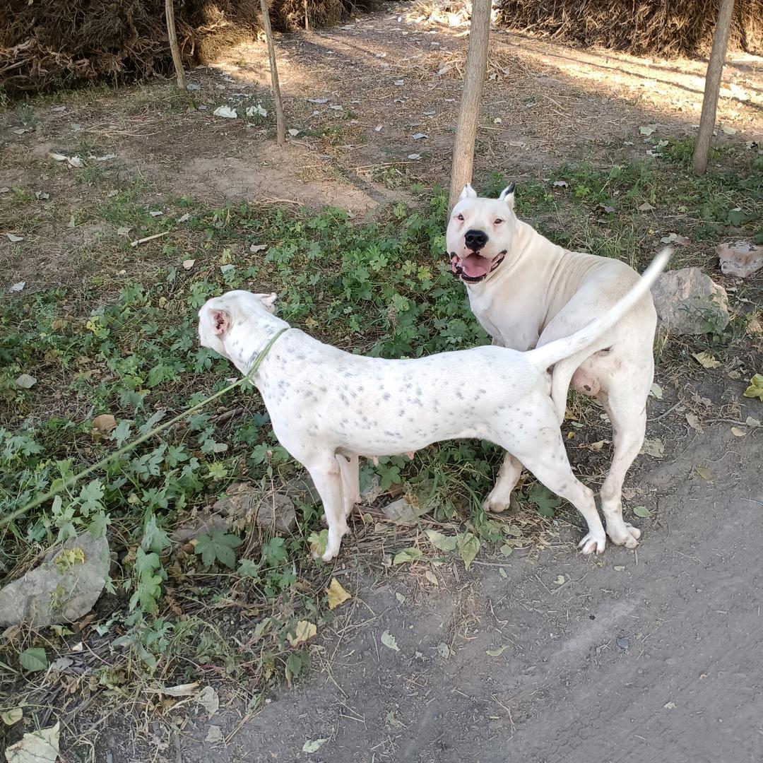 山东老大猛犬养植厂