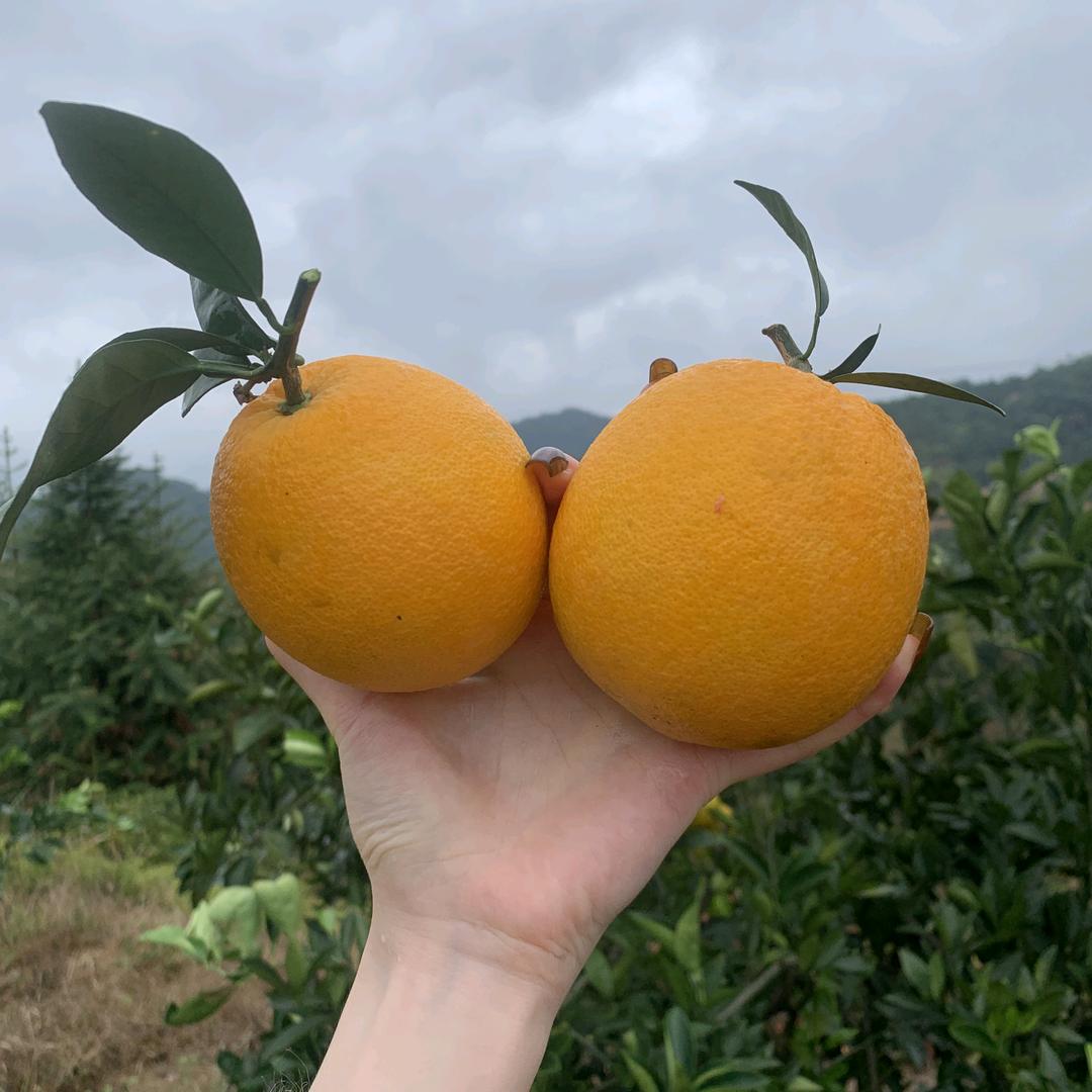 金莲