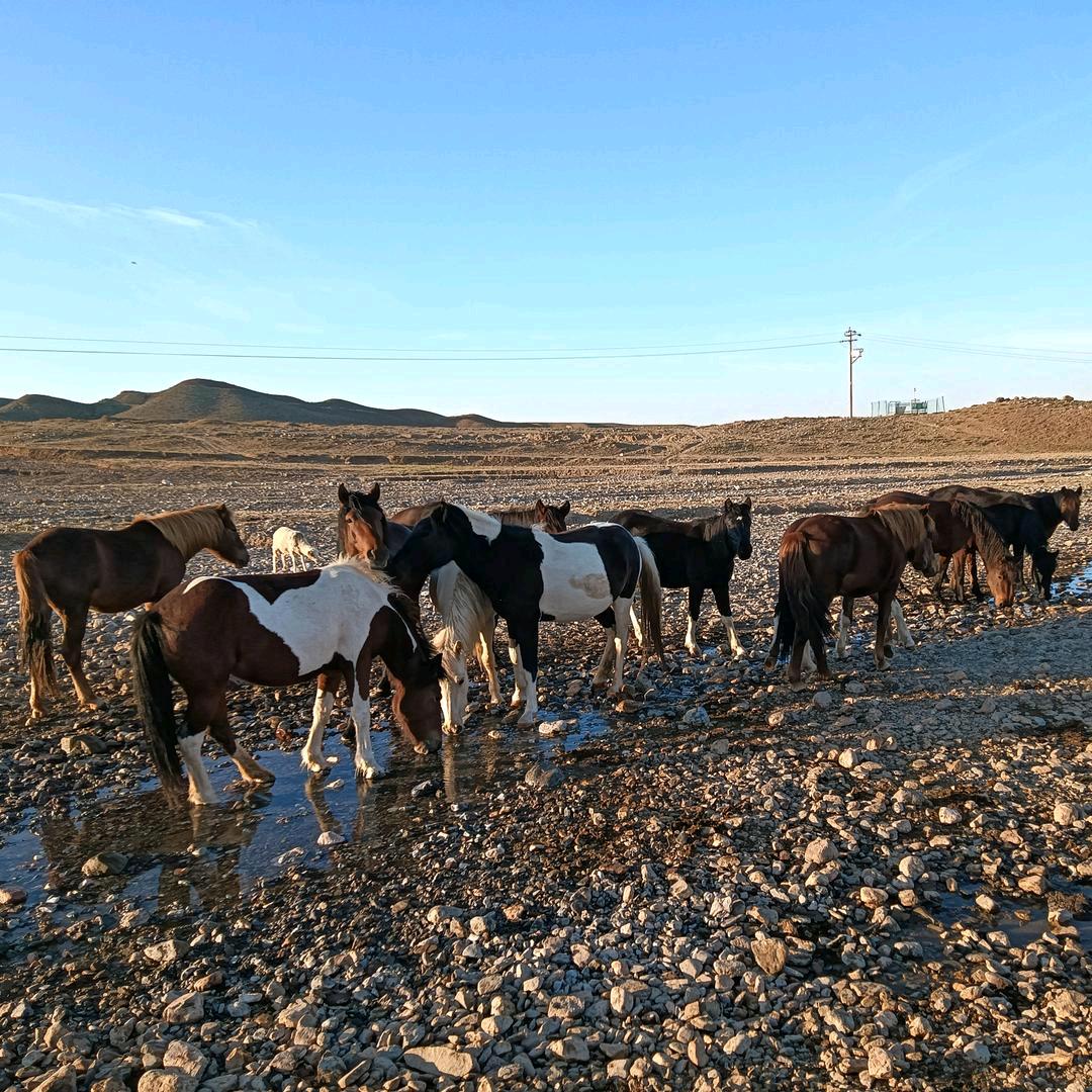 阿拉善左旗农牧业