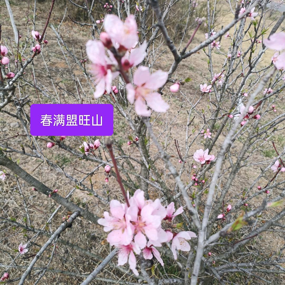 月满西楼
