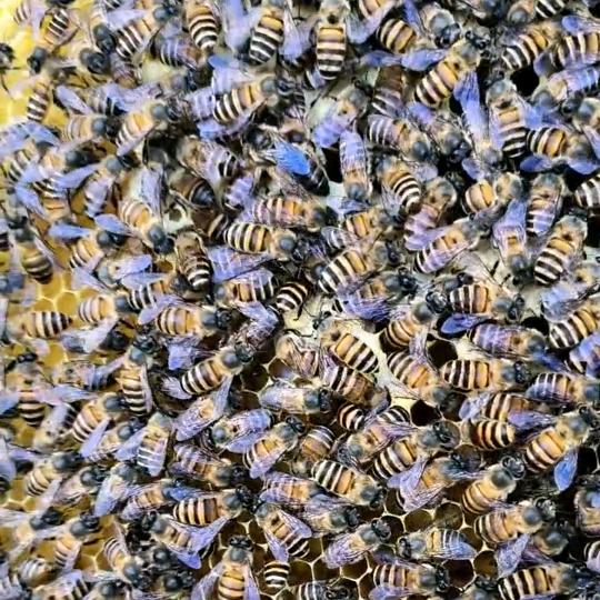 古田中蜂上继箱