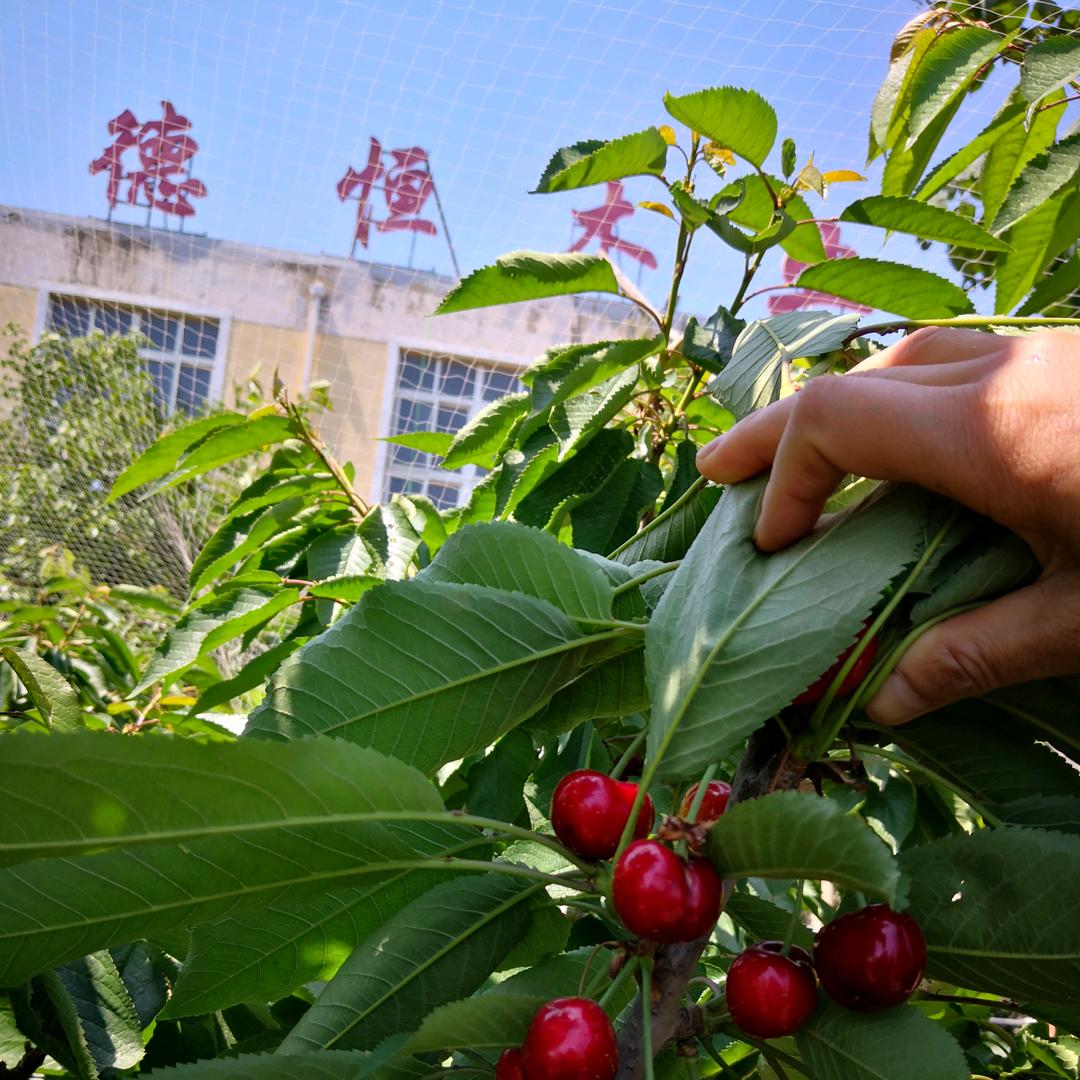 大连德恒木业大连特产