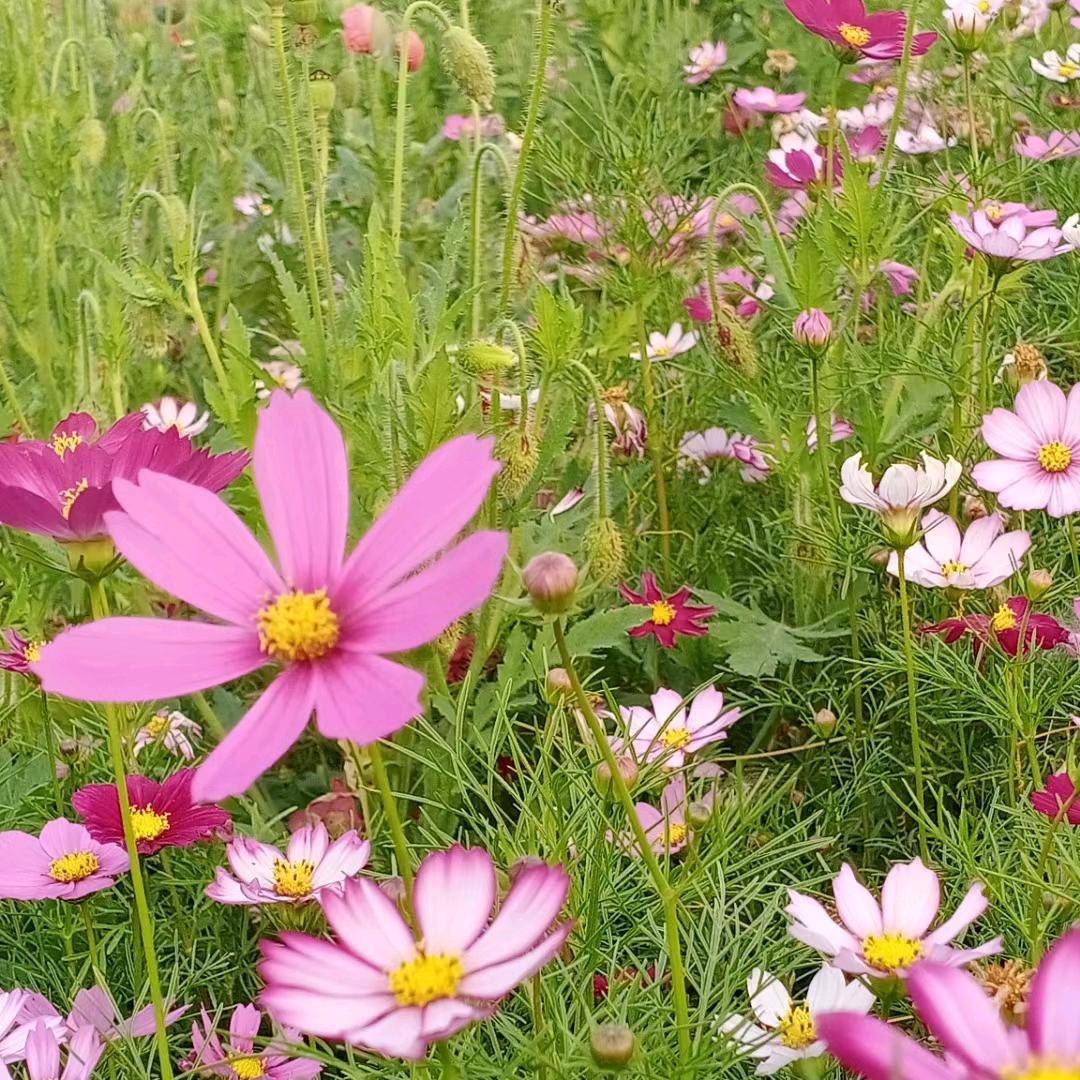 情怀牛哥