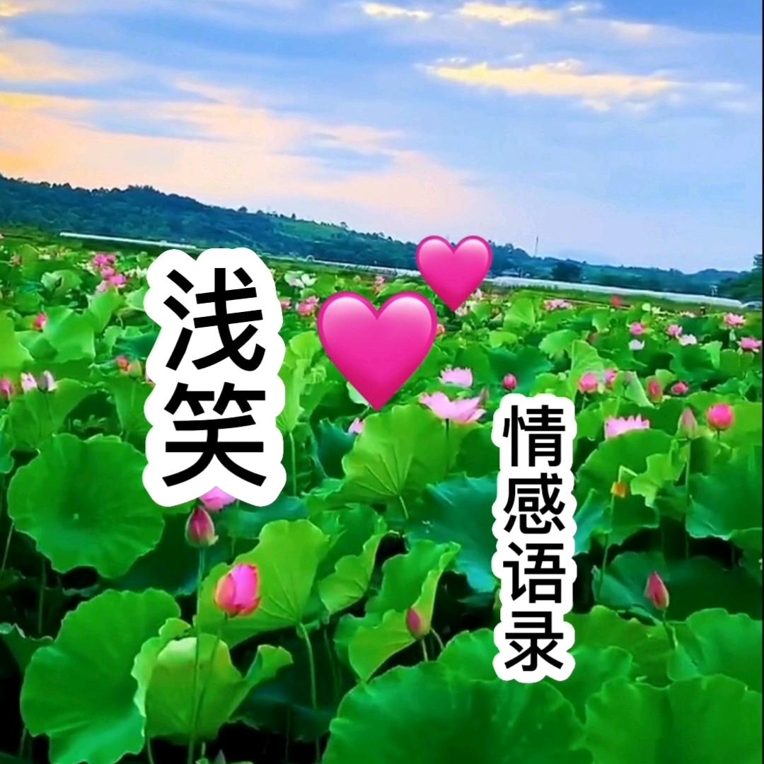 花落浅笑语录