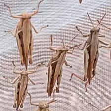 画眉鸟，专用，丁蜢，花腿