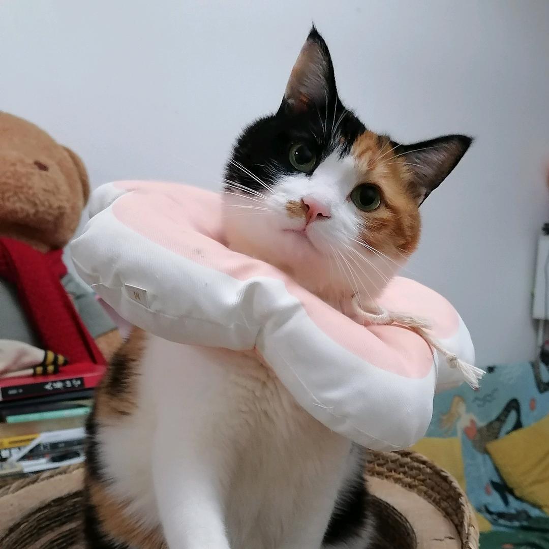 旺财是个三花猫