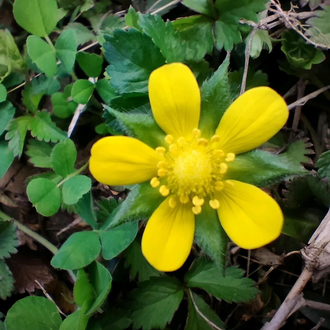 唱着情歌流着泪