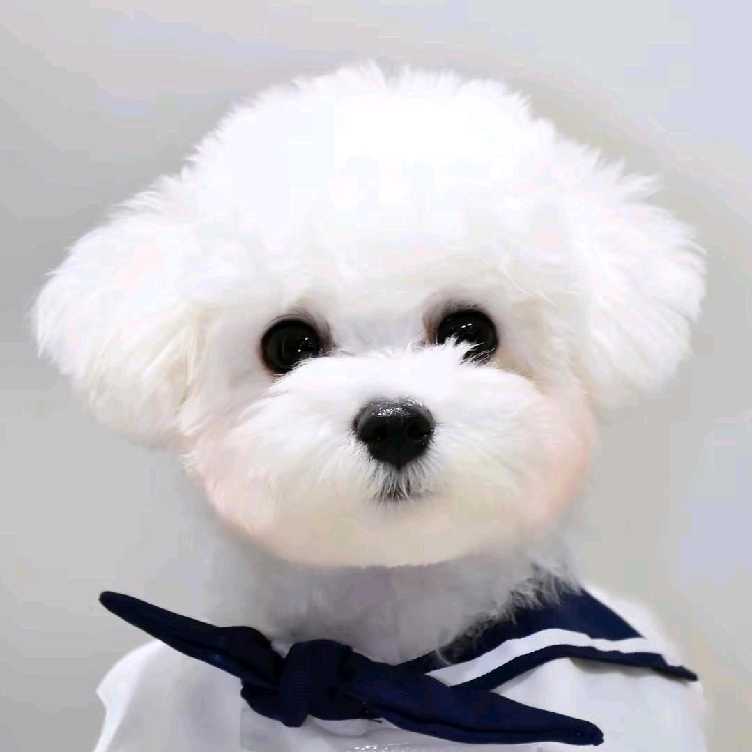 泊头市爱贝宠物基地犬类养殖场