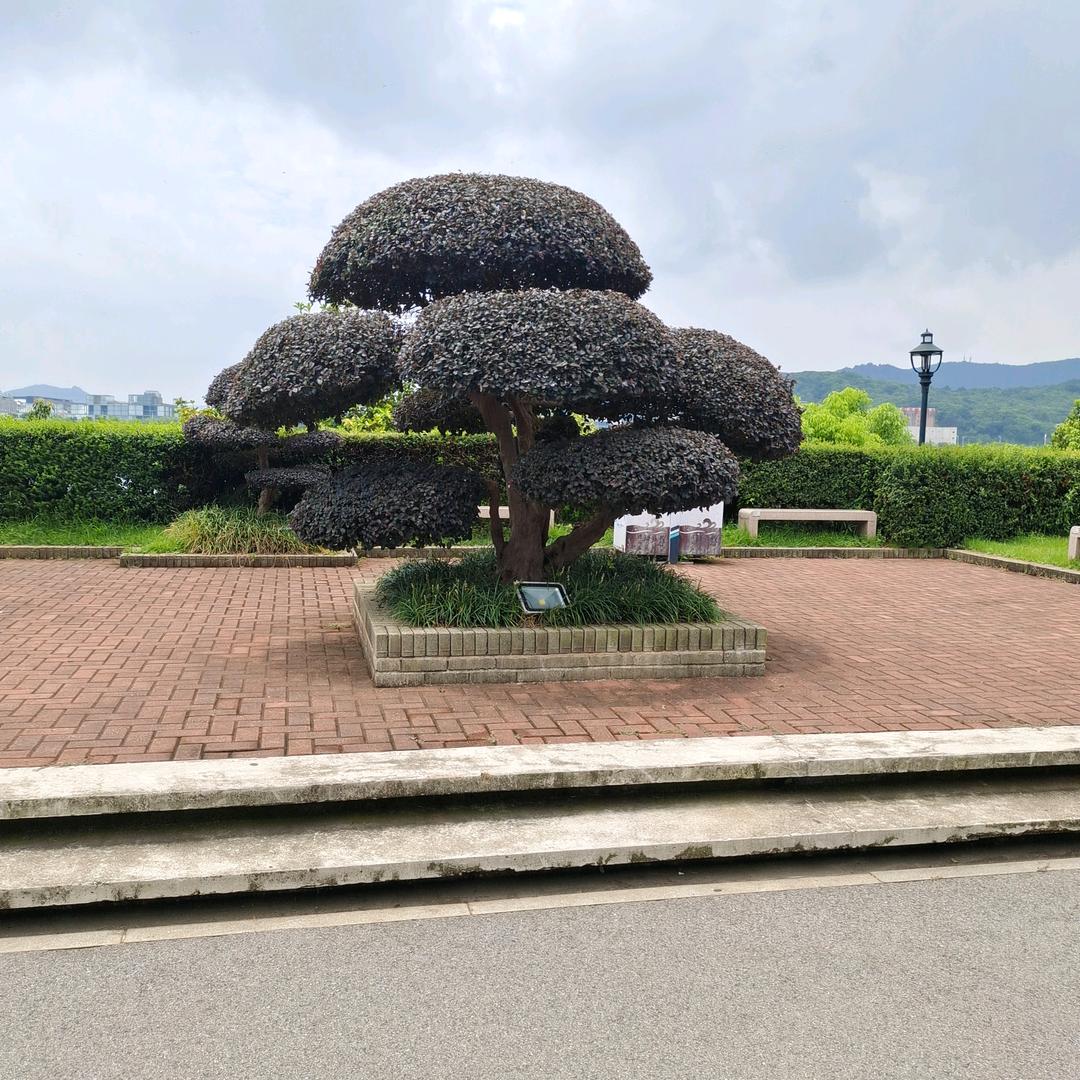宁静致远