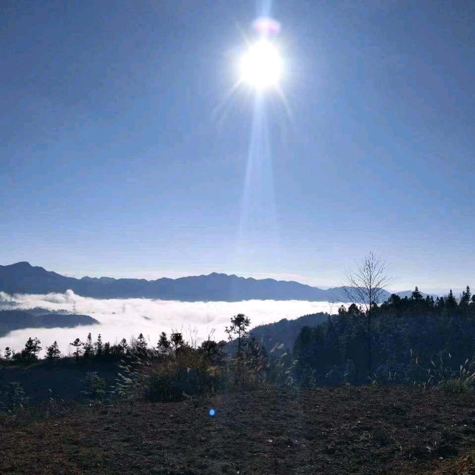 冬虫夏草