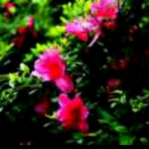 🍀顺🍀其🍀自🍀然🍀