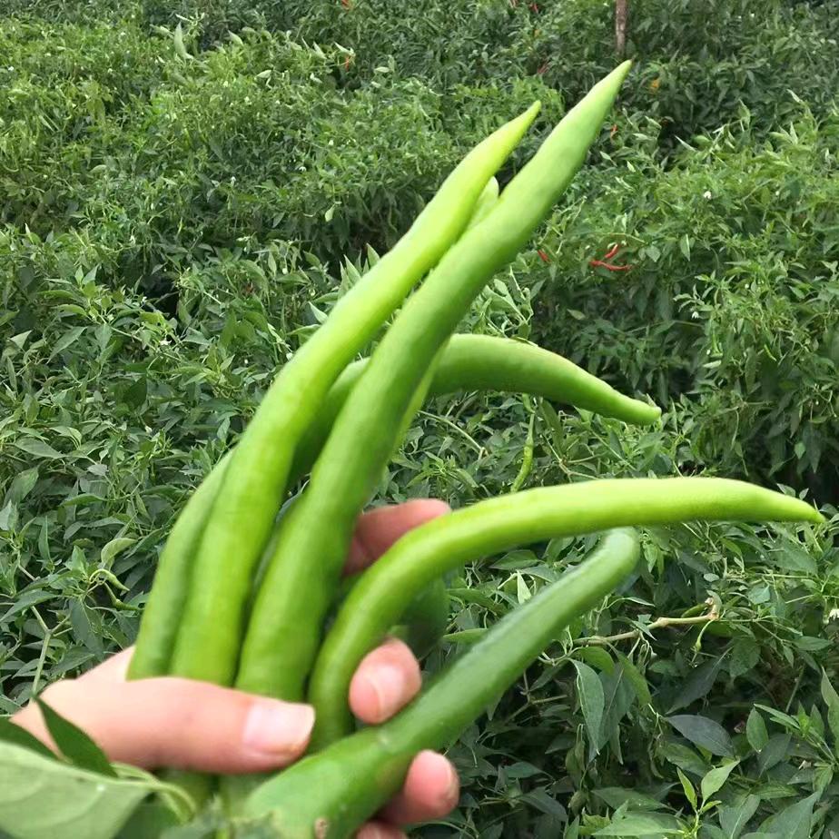 何涛说农业
