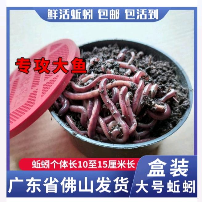 广东佛山小王蚯蚓钓鱼活饵