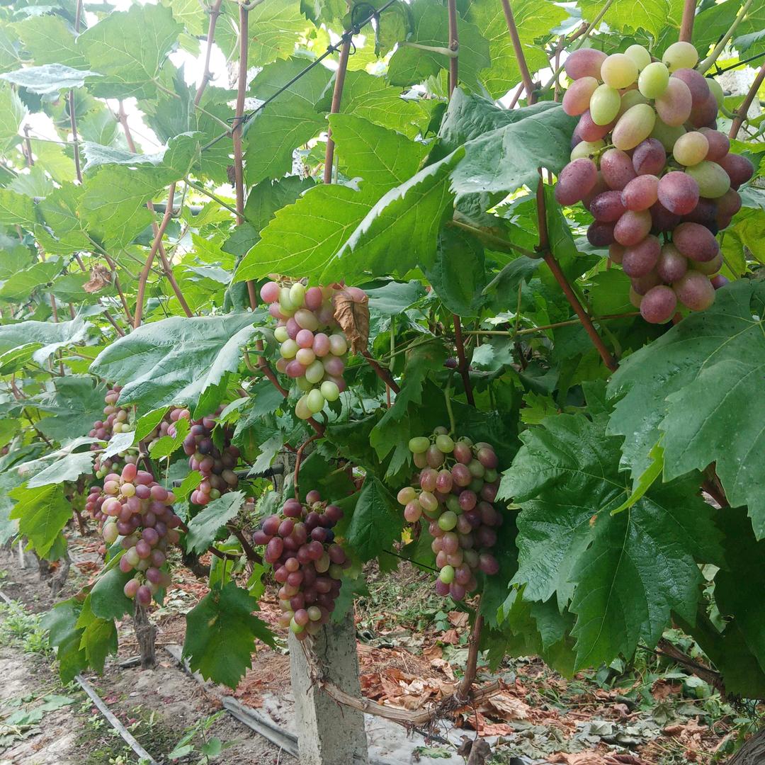 加大码