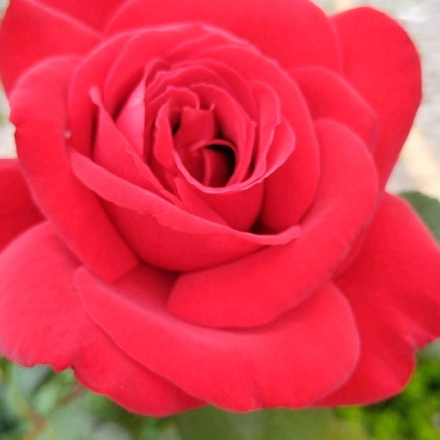 🌸🌸🌸🌸🌸🌹糯米团子521