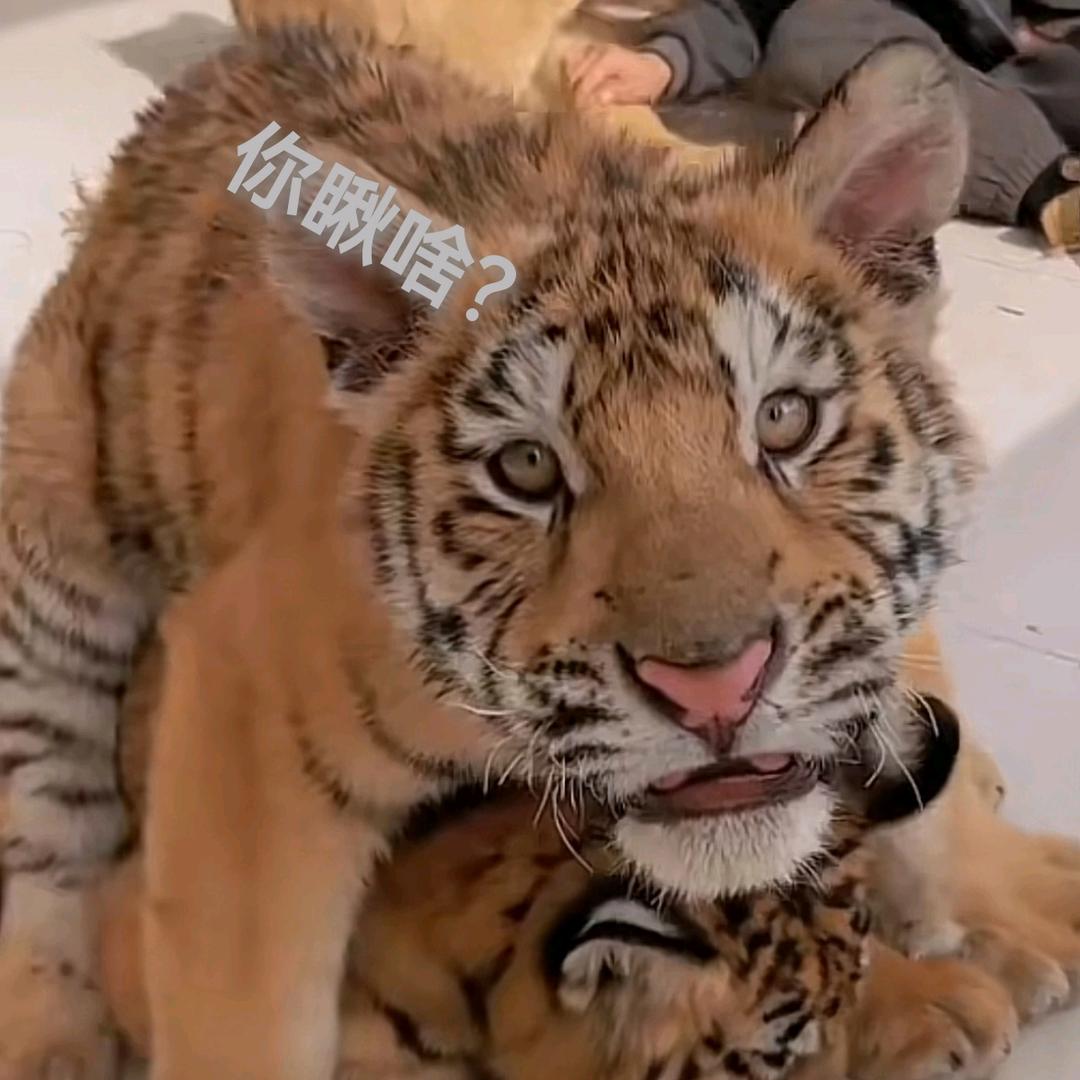 基因拖着灵魂浪