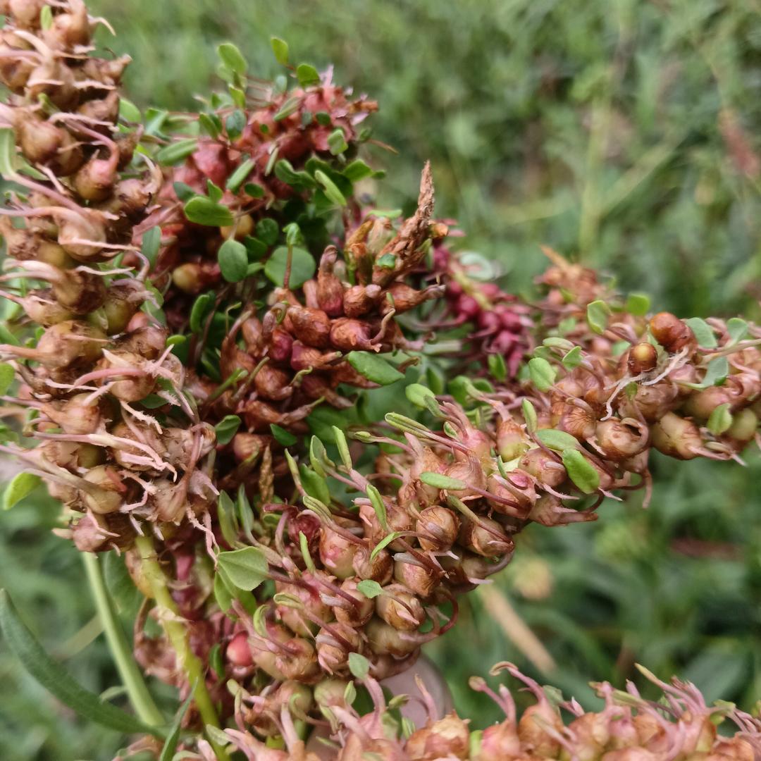 小杨种植乡村振兴特产 《地黑蜂》