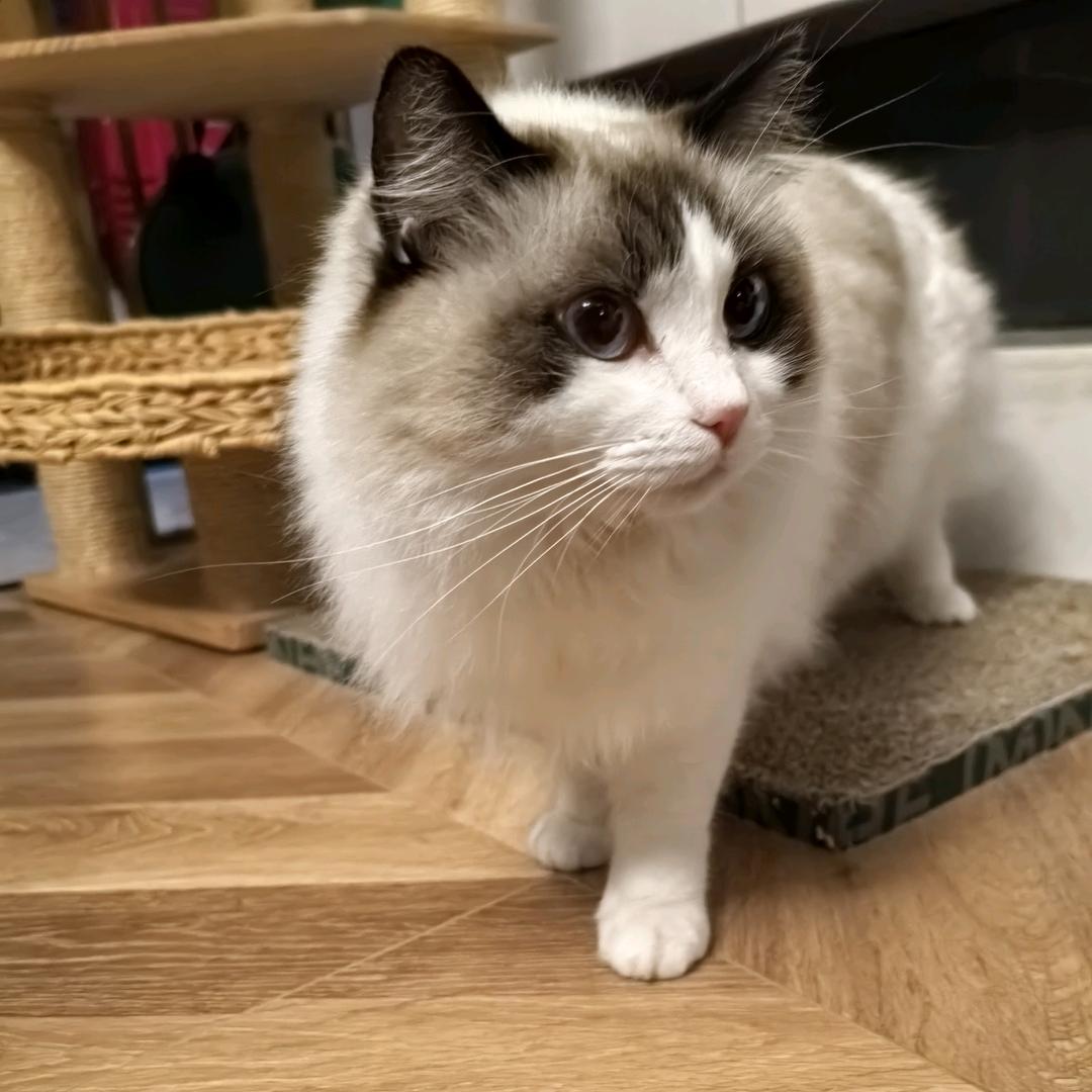 Ծ‸Ծ里飞沙