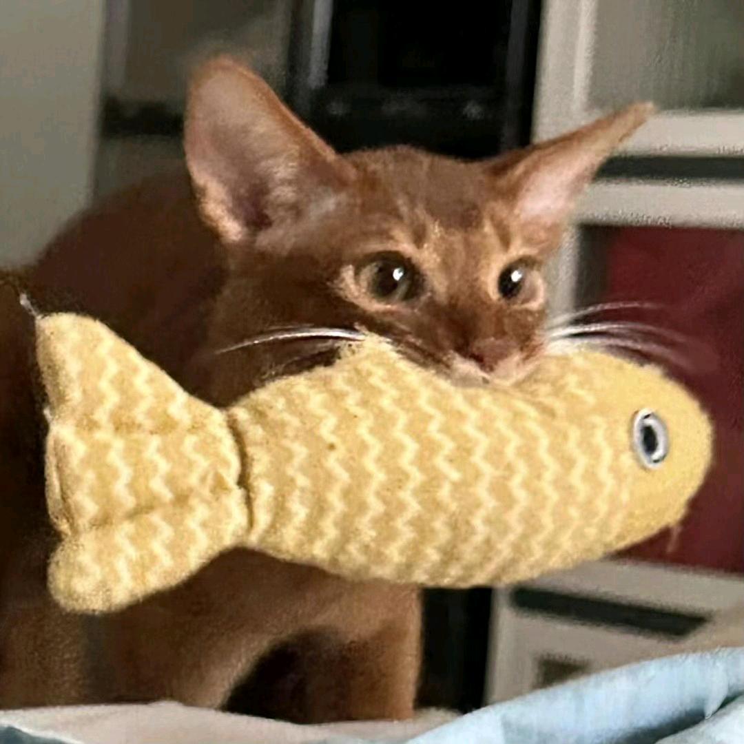 C_97