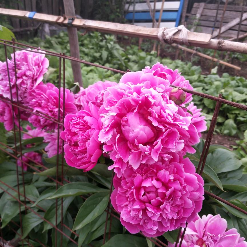 😎️一依优选😎️