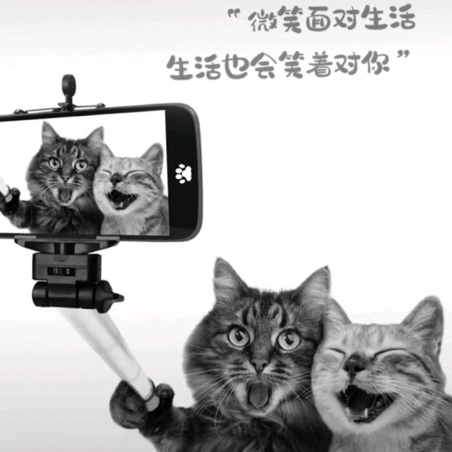 🌈肥肚鲫🀄