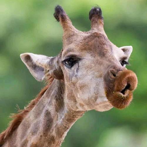 大杨大杨快乐吉祥