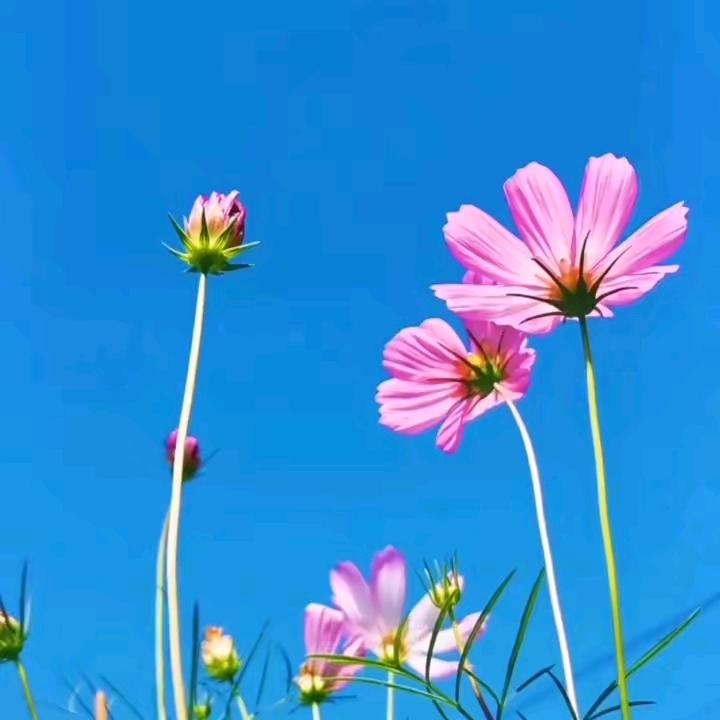 随心自在