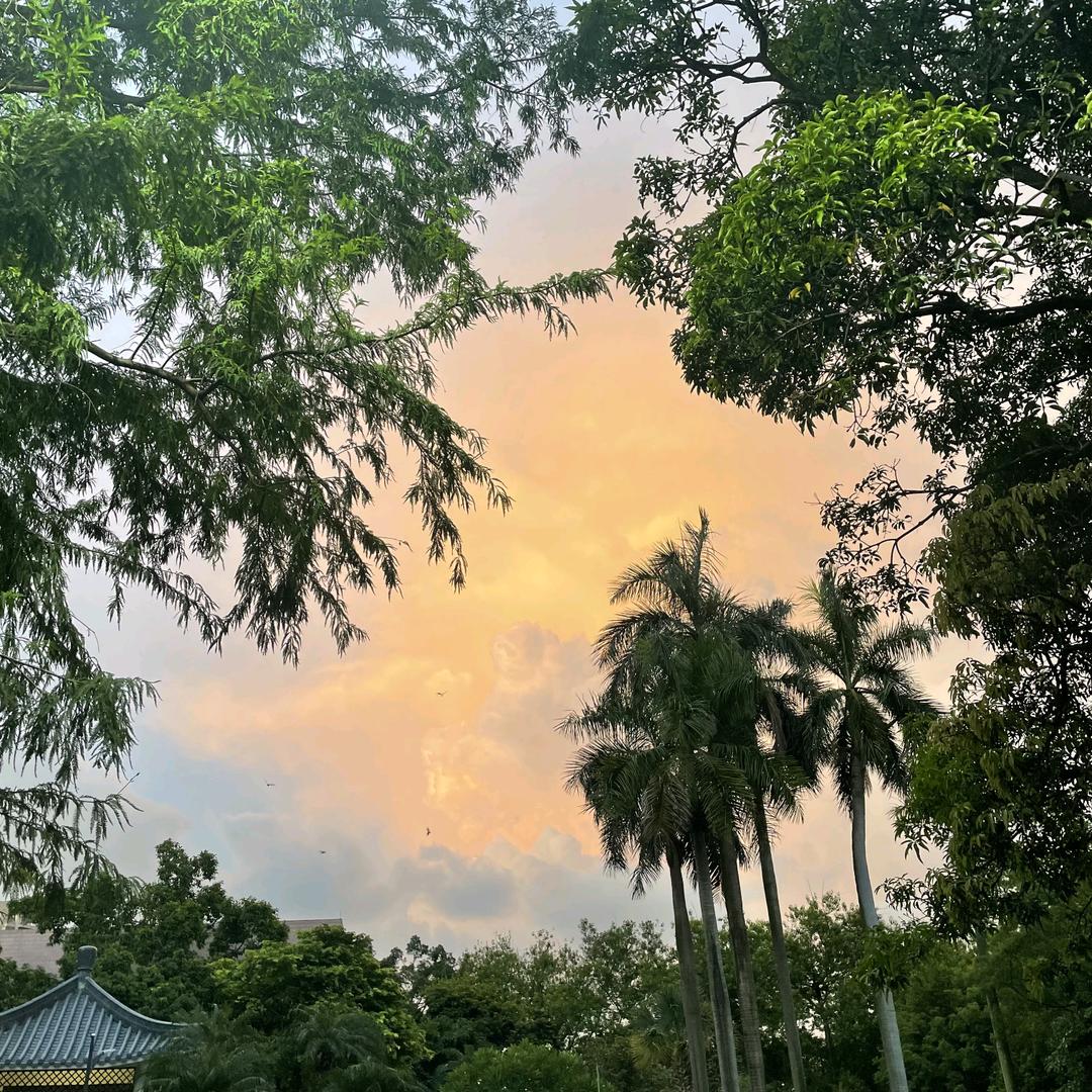 海棠🌻.🎼（减个肥吧）