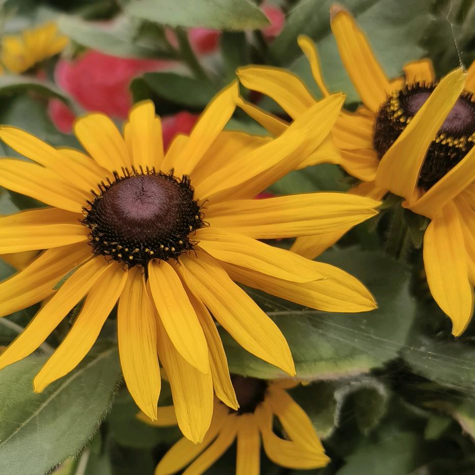 陌路（拒私聊）