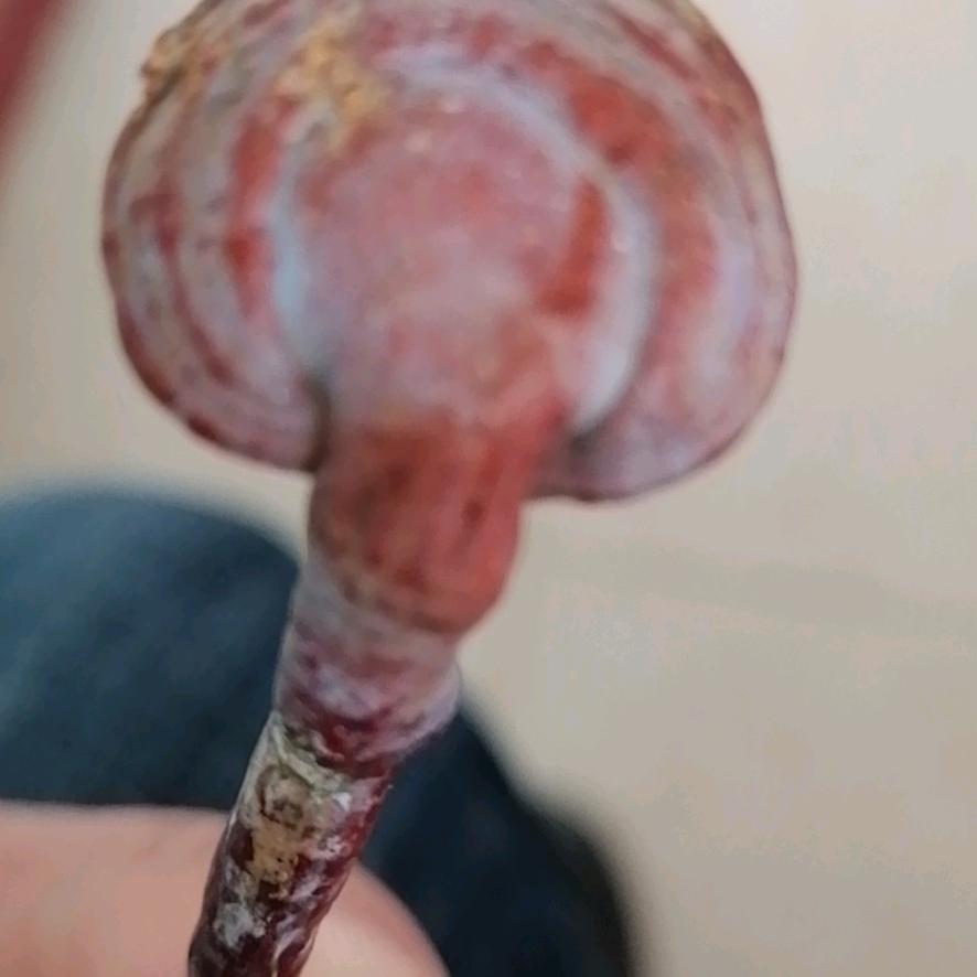 暖阳，