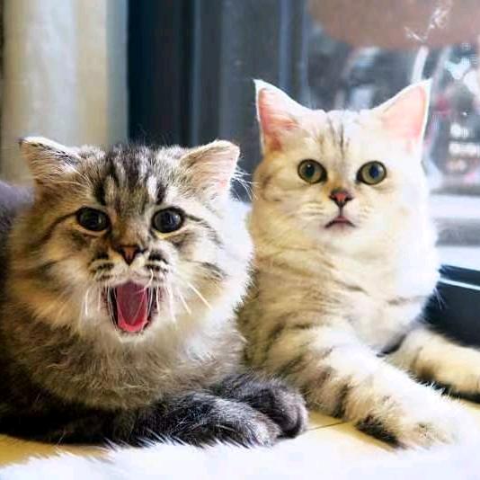 小猫喵喵喵