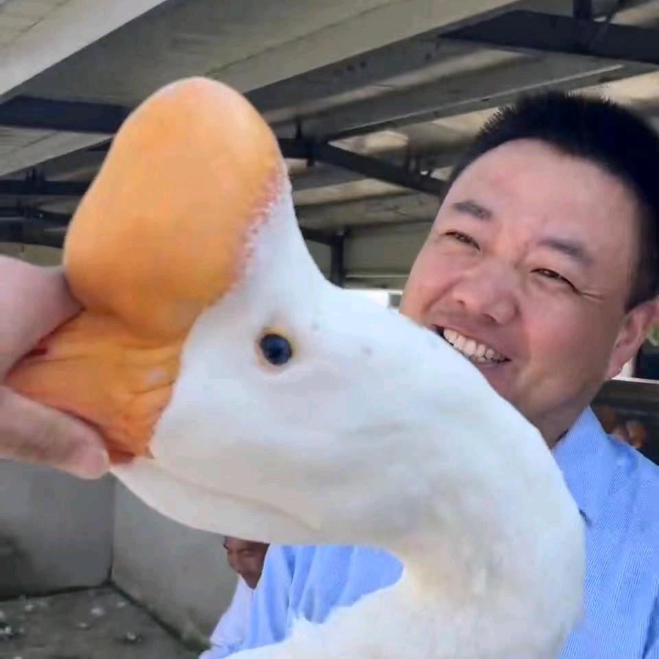 皖西白鹅成长记