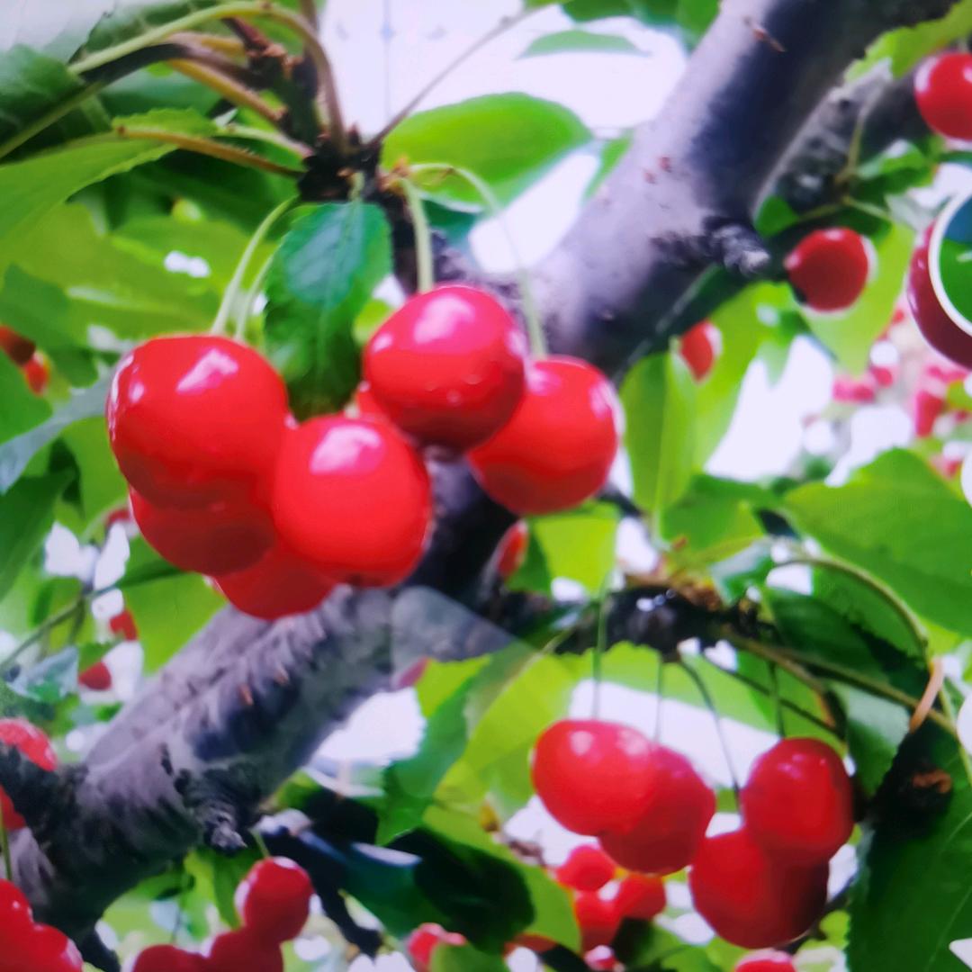 🍒红🍒樱🍒桃🍒