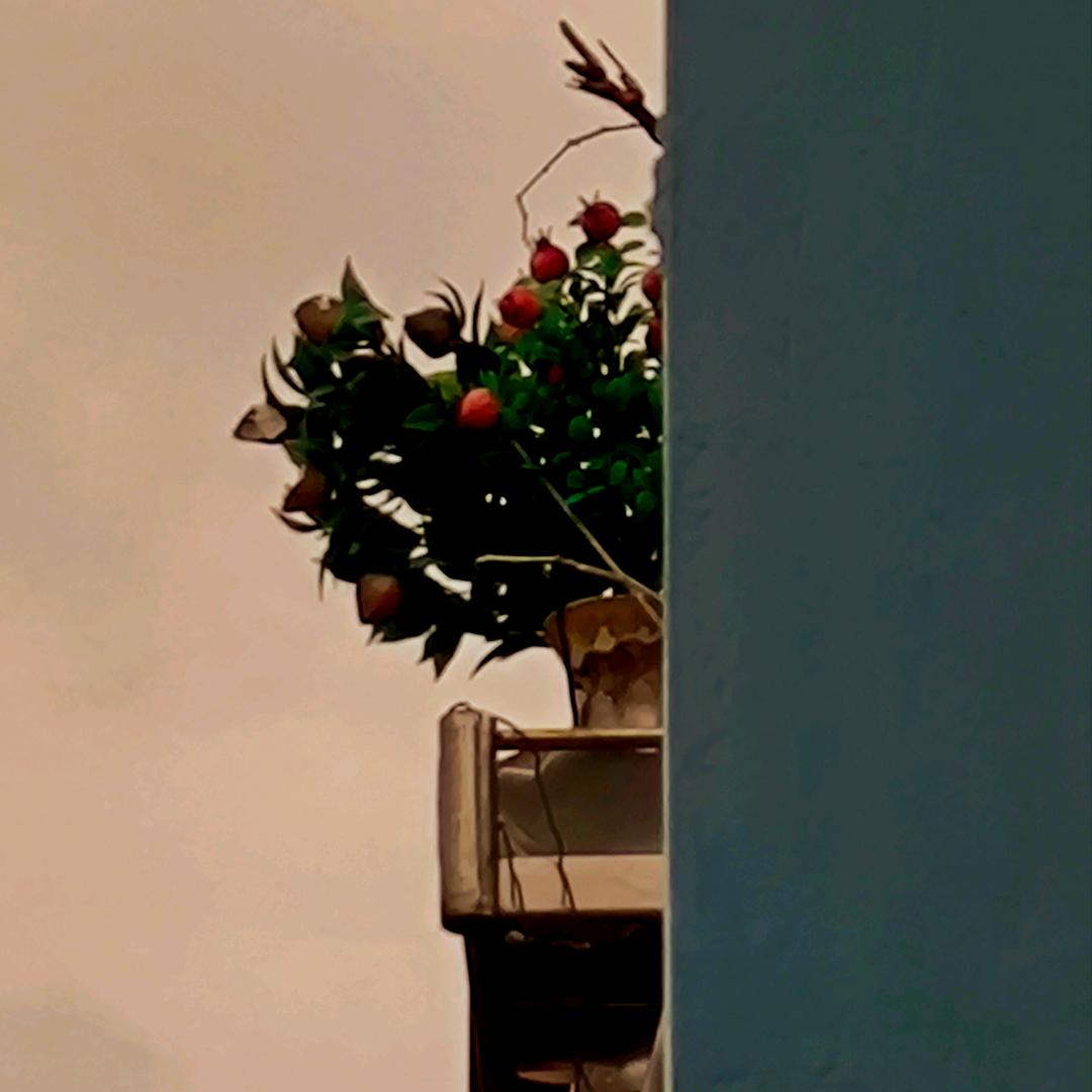养只加菲猫