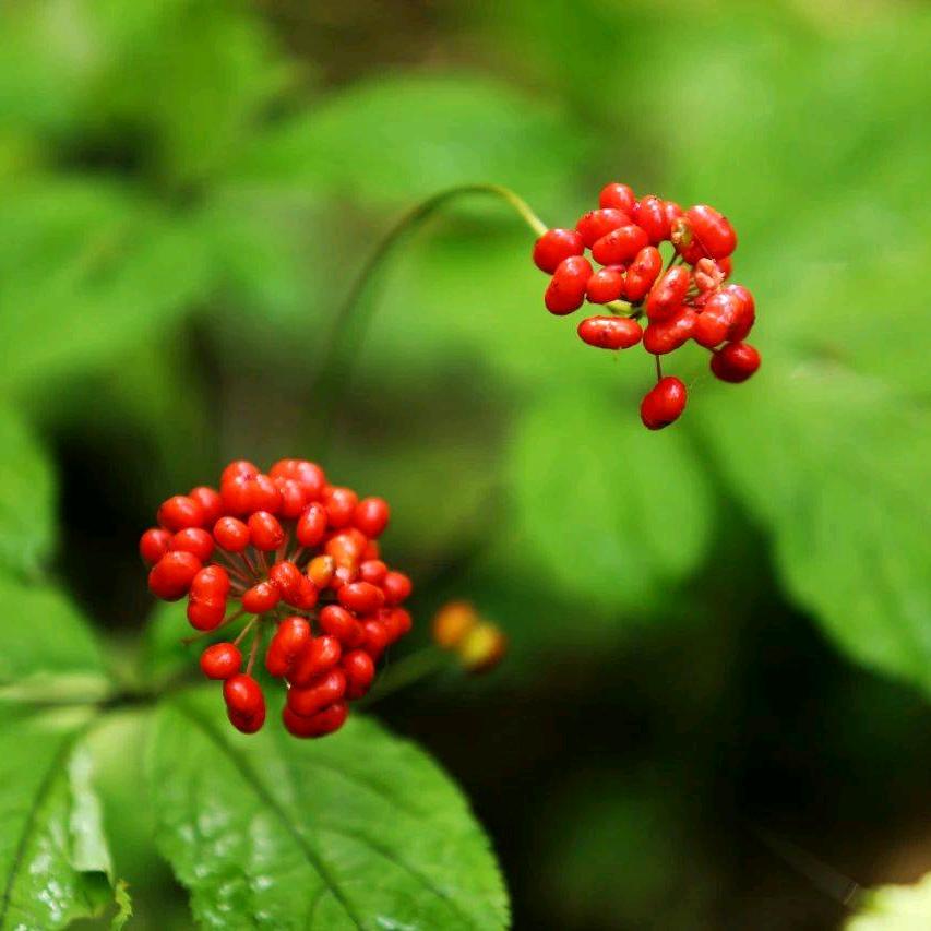 集安合美旅行社清语哥