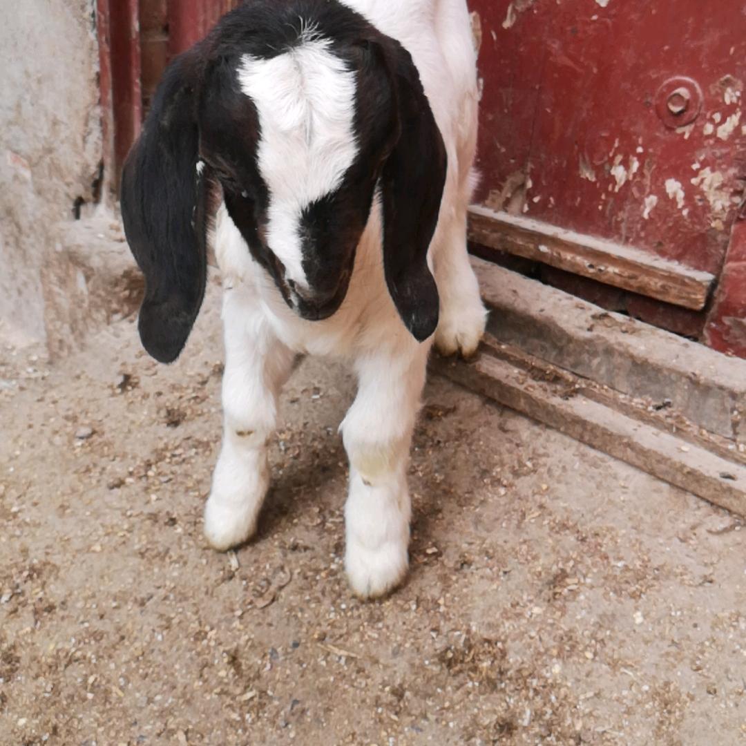 天高任鸟飞，我留在农村