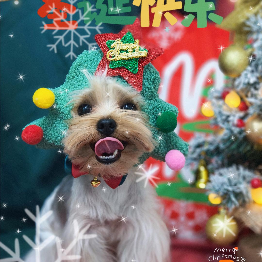 约克夏金金