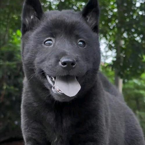 中华田园犬五黑五红犬