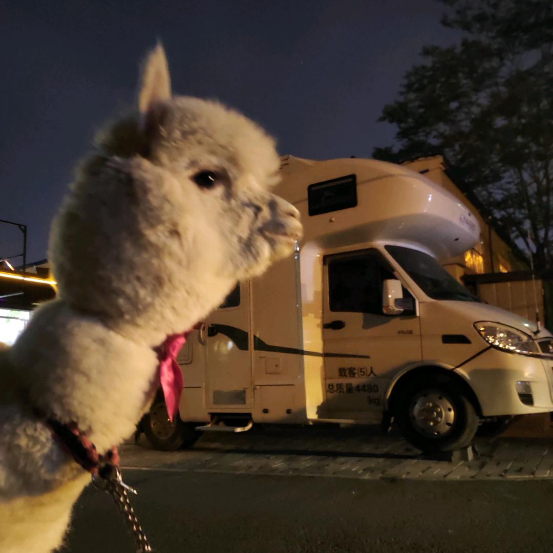 开着房车带着羊驼