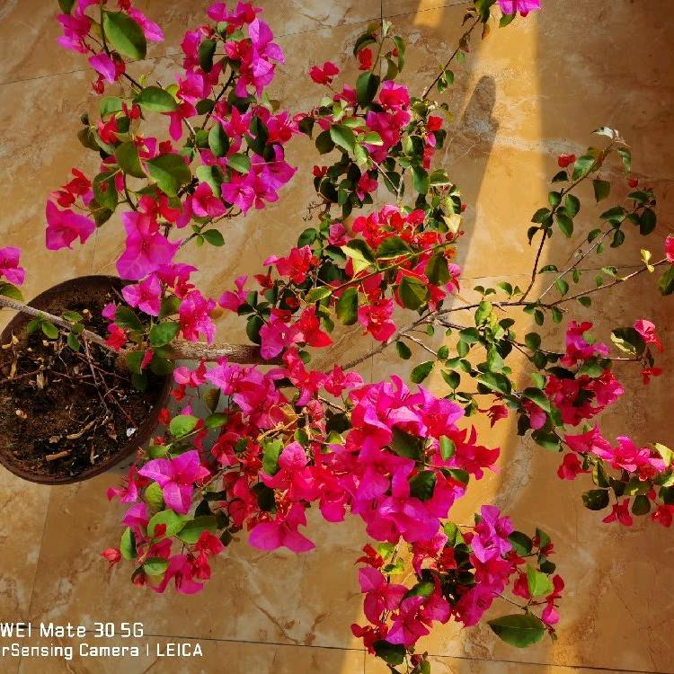 谷家峪   椿园餐厅