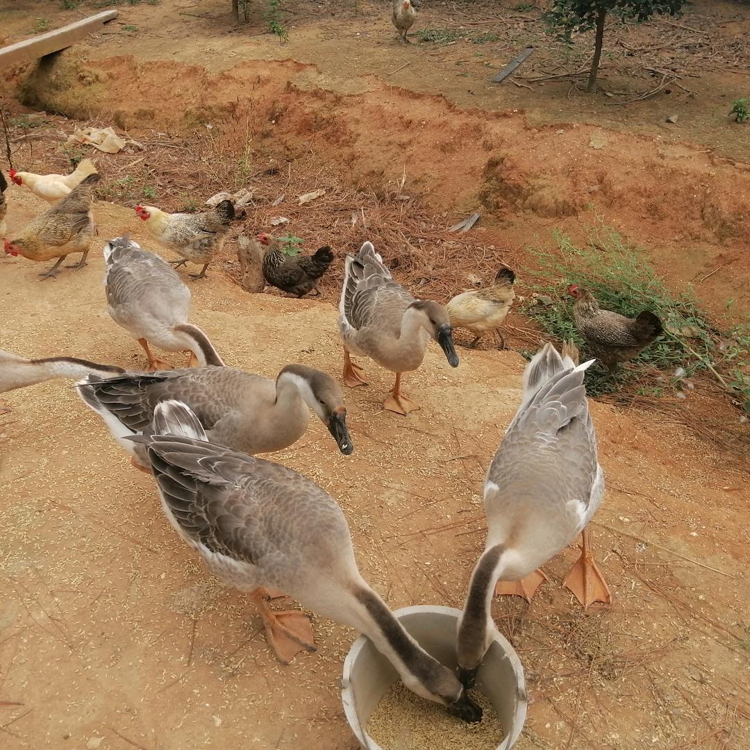 张山良土特产：土鸡 土鸡蛋 土鹅 土茶油
