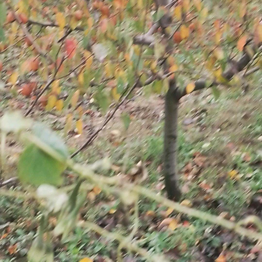 四方发财，八方进宝