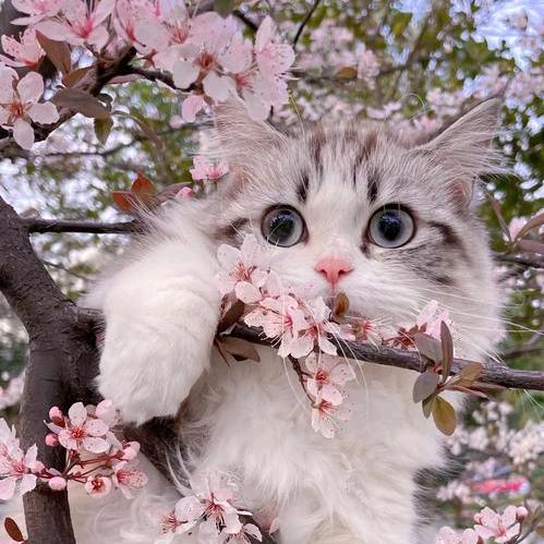 💐🍫燕🍀子🐰🎉