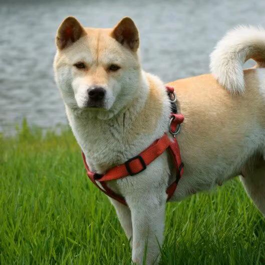 黎阳新