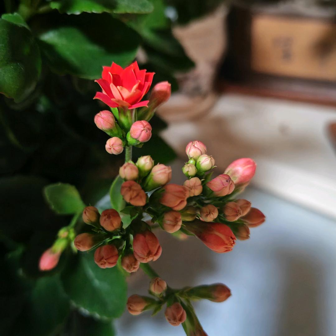 🌸明天会更好