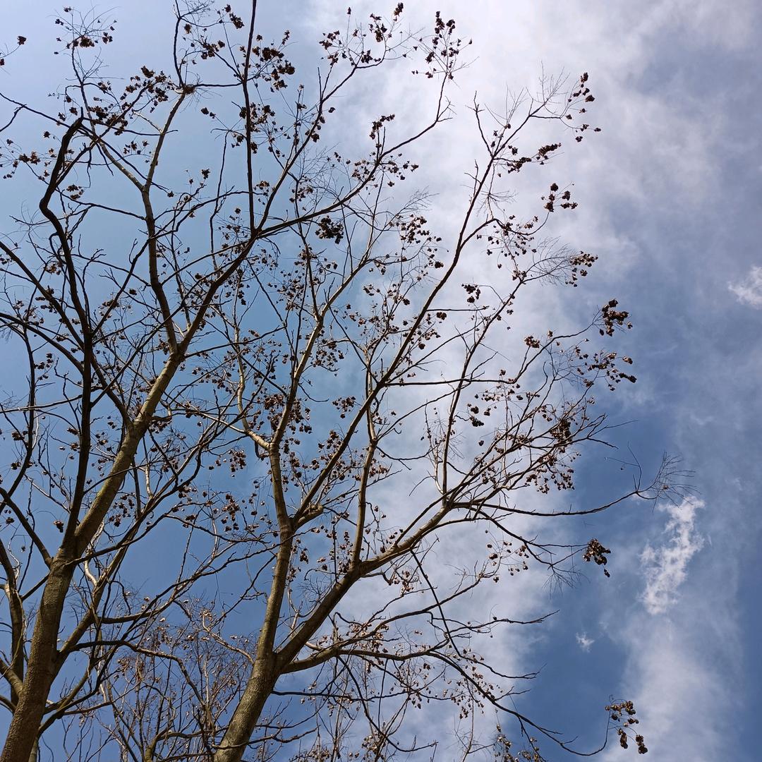 南部牛仔QQ糖版